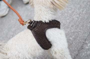 Koiralle valjaat vai panta – kumpi on parempi valinta? - RUFFY