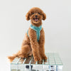 Velvet dog harness, blue