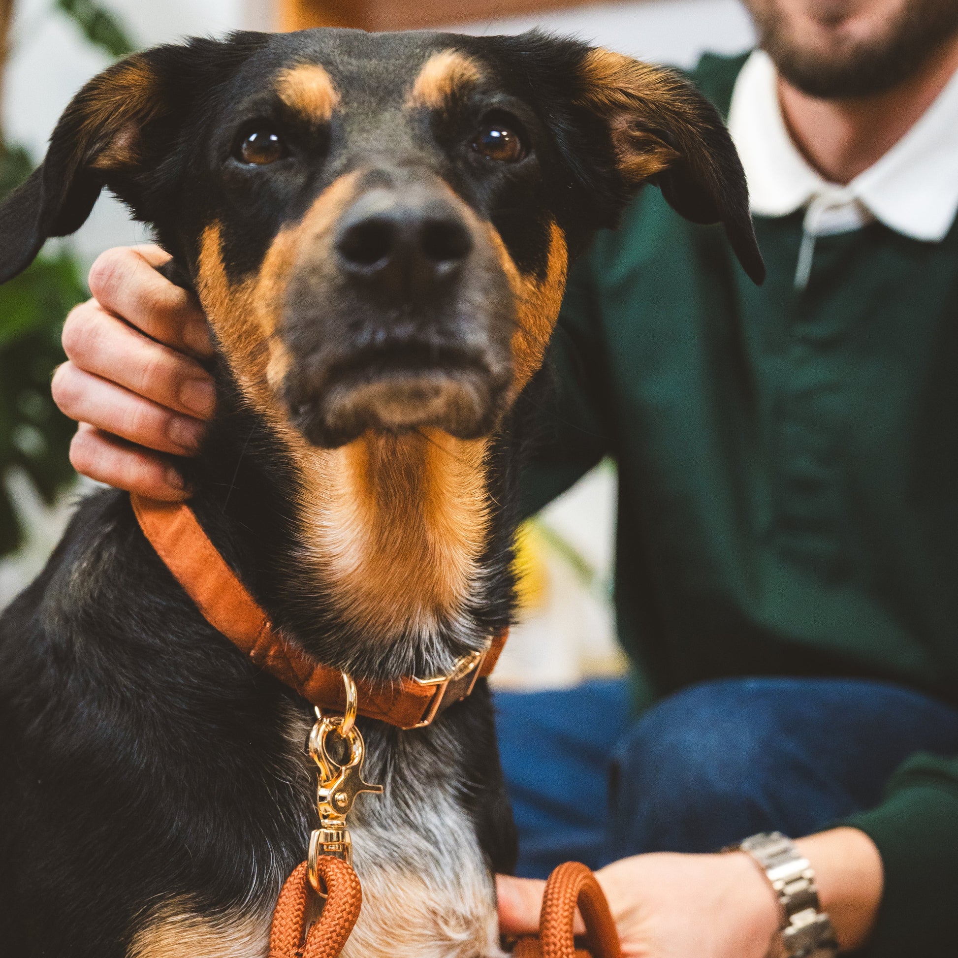 FURLOU “Clay” samettinen koiranpanta, ruskea
