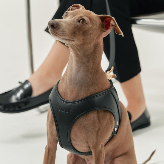 CAFIDE Jala-valjaat koiralle, musta