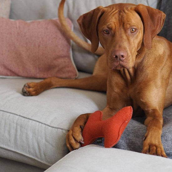 CAFIDE Play koiran leluluu, terracotta