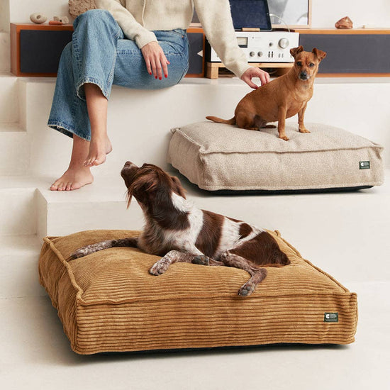 CAFIDE Cuadra-koiranpeti, sinappi