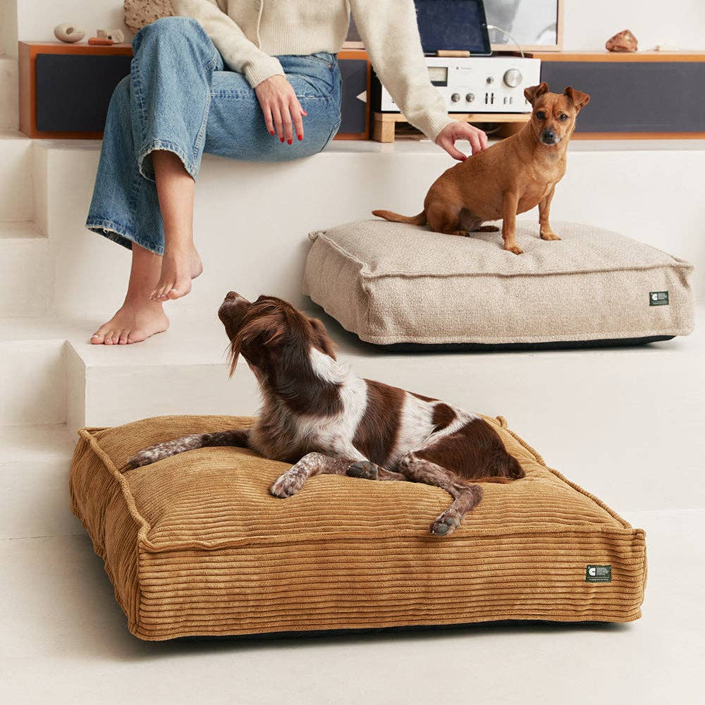 CAFIDE Cuadra-koiranpeti, sinappi