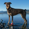 Dog tennis ball set