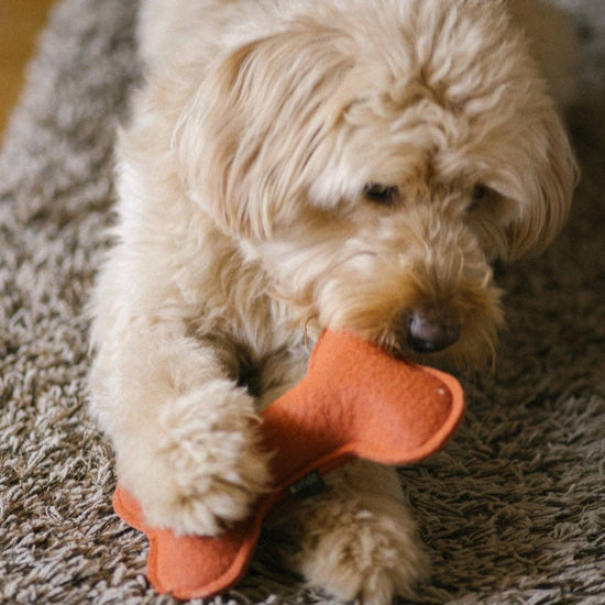 CAFIDE Play koiran leluluu, terracotta