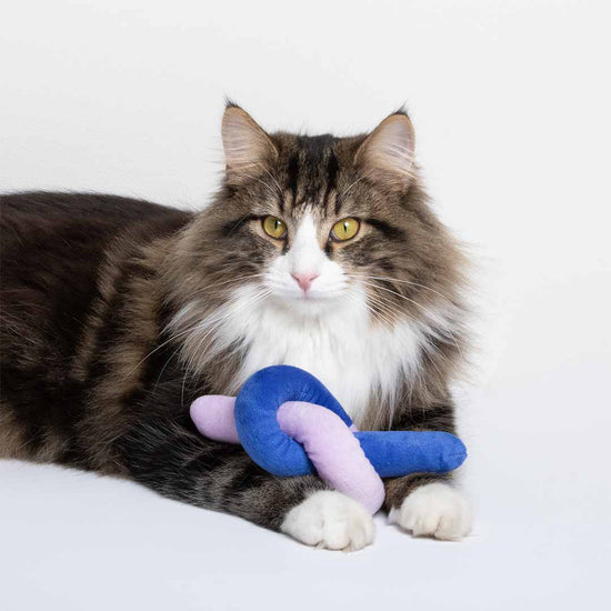 Knotty Noodle -kissanlelu