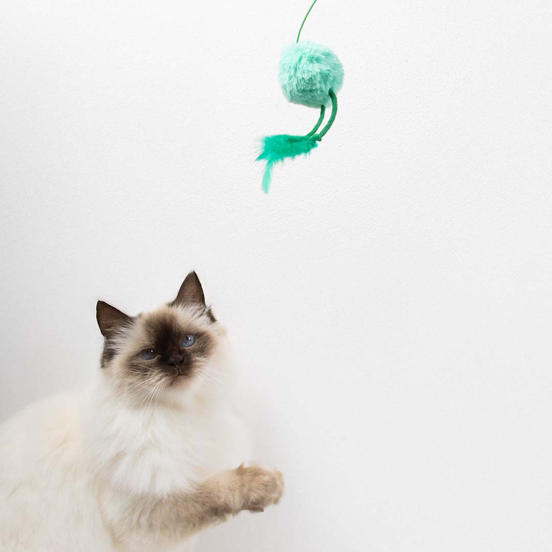 Jumping Jumpy -kissanlelu