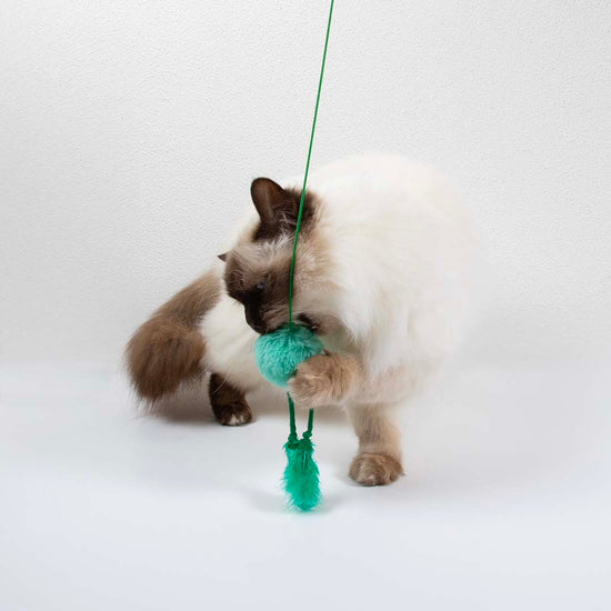 Jumping Jumpy -kissanlelu