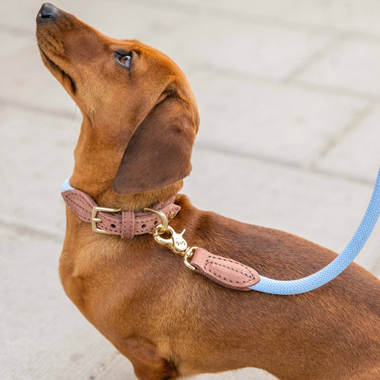 Torekov -koiran hihna, hortensia