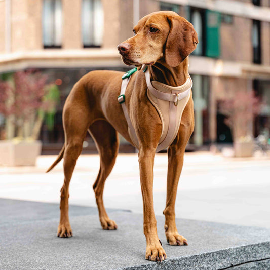 Beige & Vihreä GULA koiran valjaat