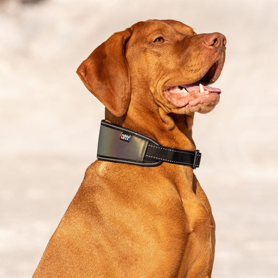 Rukka Pets Luminous – Heijastava pehmopanta koiralle