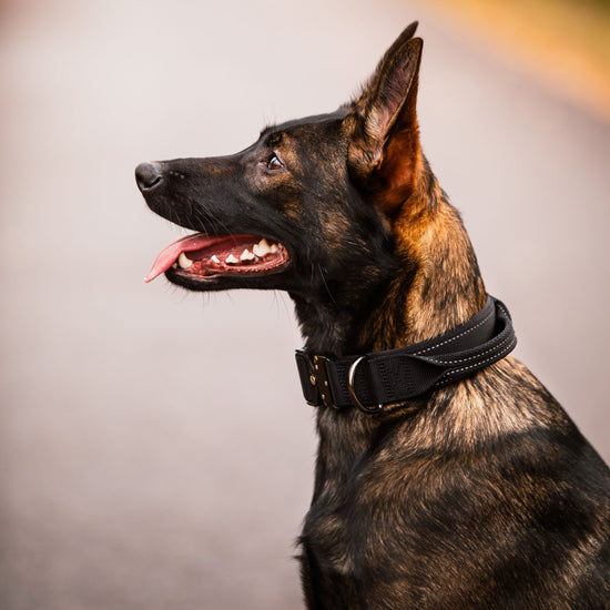 Rukka Pets Mission Collar – tukeva kahvapanta isolle koiralle