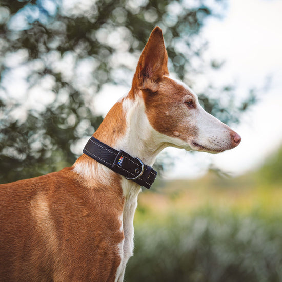 Rukka Pets pehmustettu kaulapanta koiralle