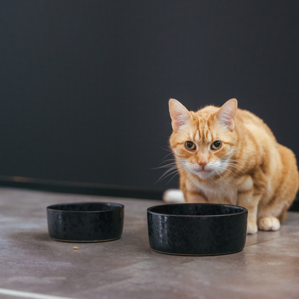 Wolf -keraaminen ruokakulho