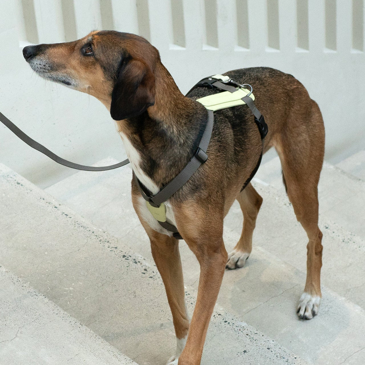 Masimalo koiran valjaat, light sage-khaki