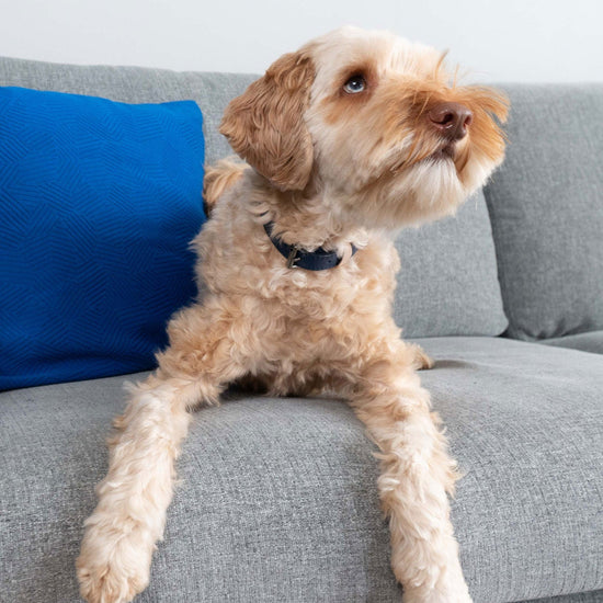 Masimalo Colour Block -kaulapanta koiralle, navy-grandala blue