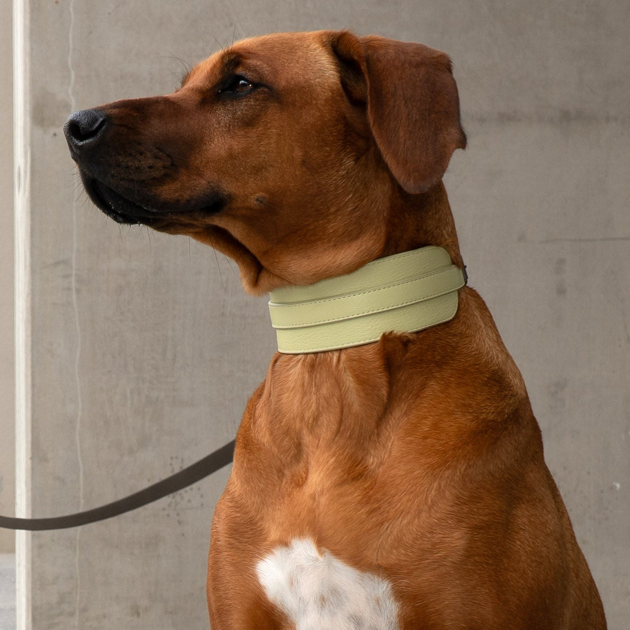 Masimalo koiran leveä nahkapanta, light sage