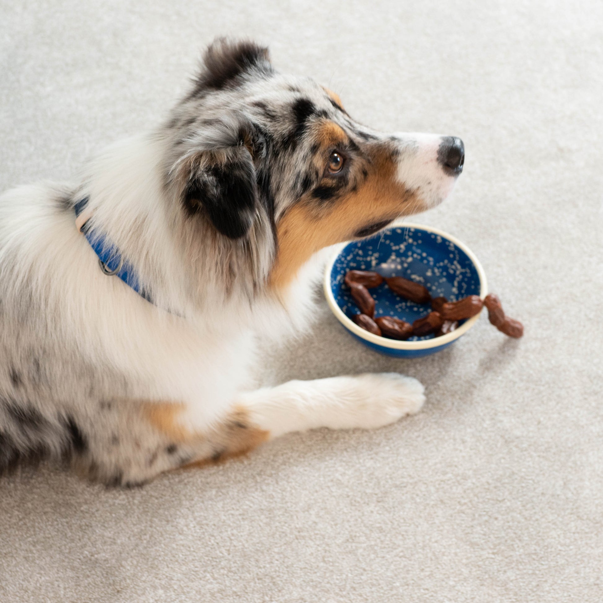 Night Sky -emalikulho lemmikille