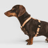 Juno Walk Bundle, Orange design