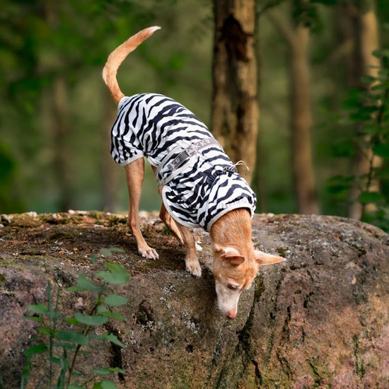 Rukka Pets cooling jacket koiralle