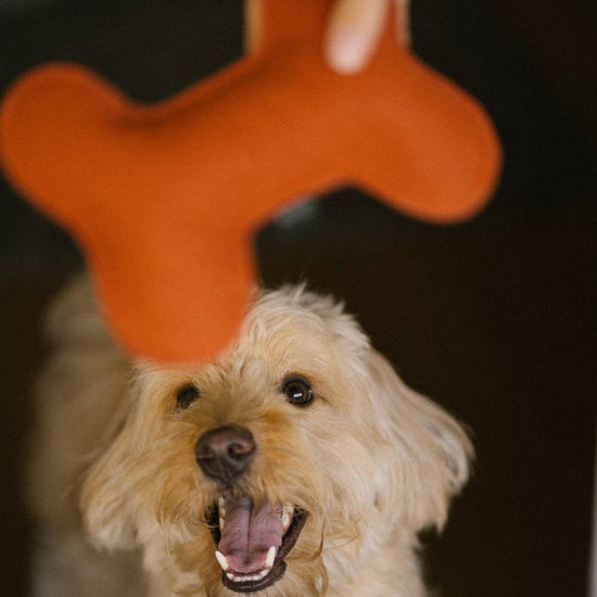 CAFIDE Play koiran leluluu, terracotta