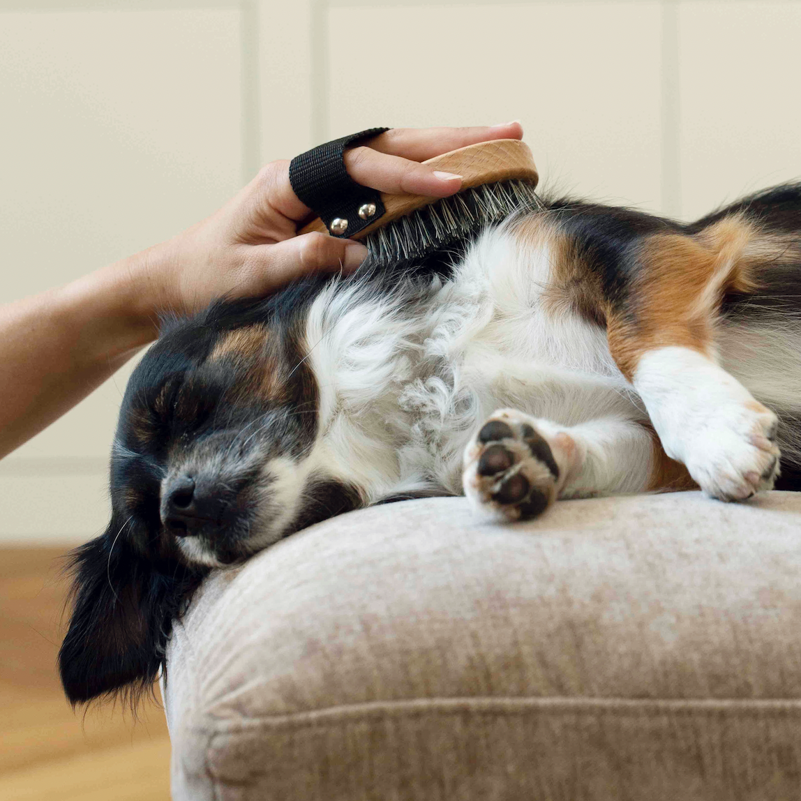 Lemmikin kuivashampoo