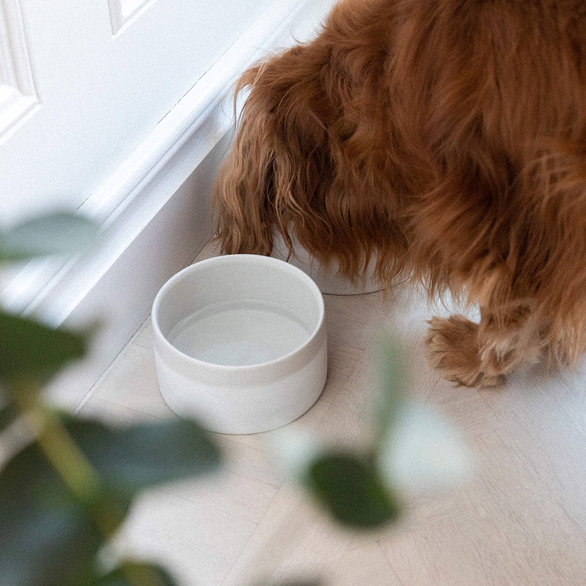 Mateus x Denjo -keraaminen ruoka- ja juomakulho, hiekka