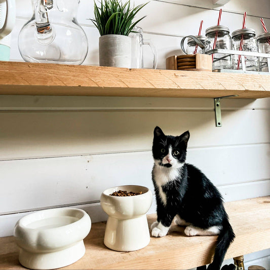 Ecocat Creamy - korotettu juomakuppi kissalle