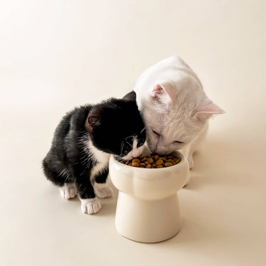 Ecocat Creamy - korotettu ruokakuppi kissalle