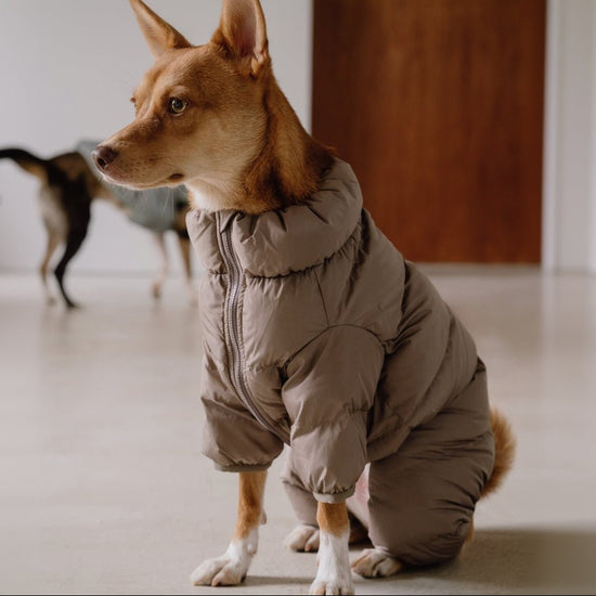 CushyCushy Cushy Puffer haalari, kahvi