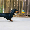 Dog tennis ball set