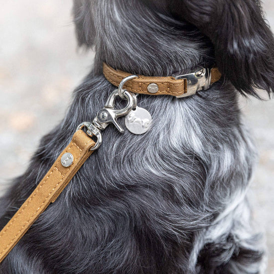 Signature Go -koiran hihna, sinappi