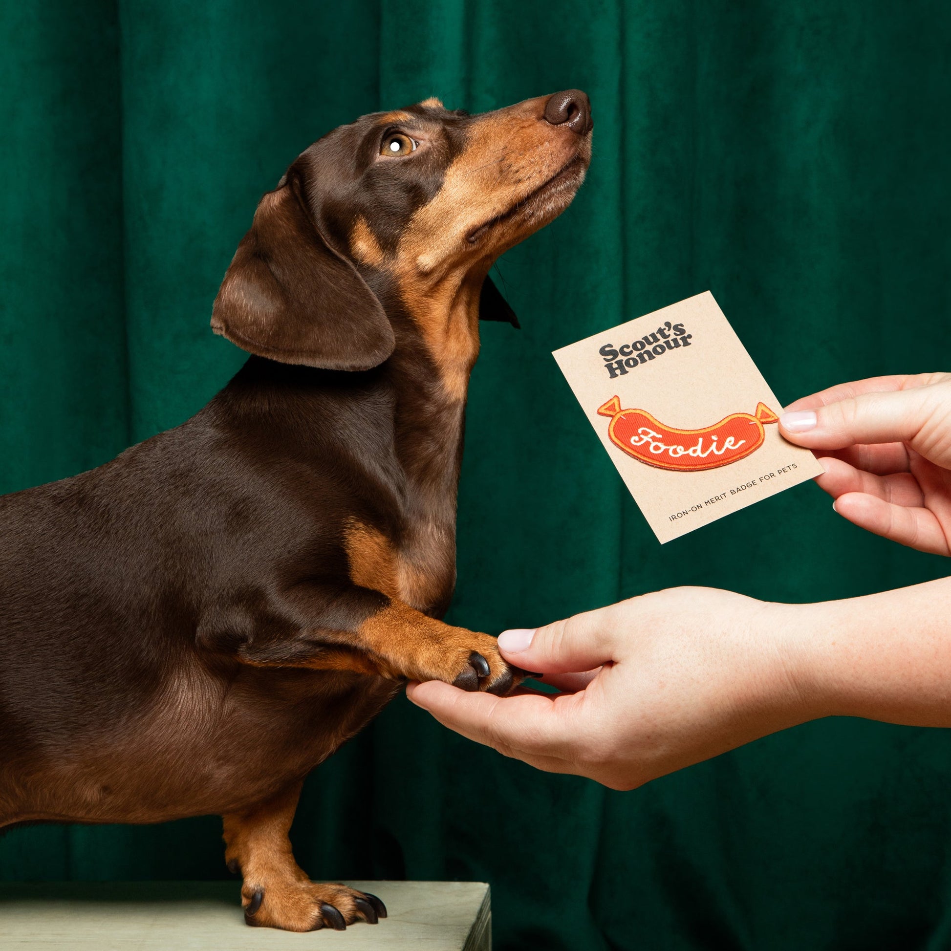 Scout's Honour Foodie - silitettävä kangasmerkki koiralle