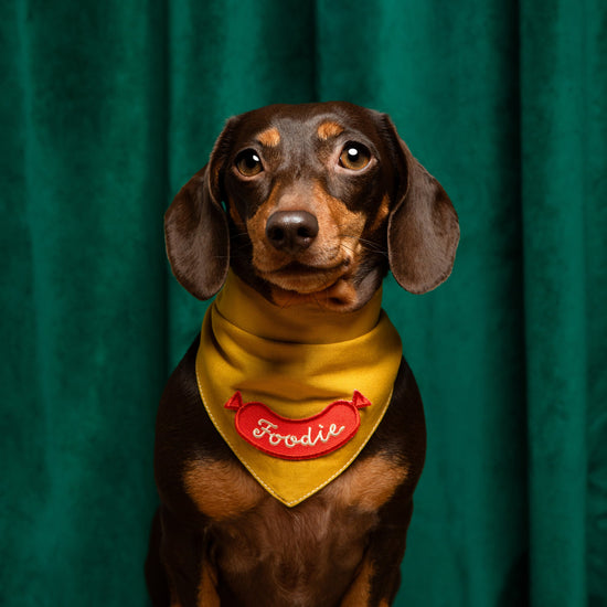 Scout's Honour Foodie - silitettävä kangasmerkki koiralle