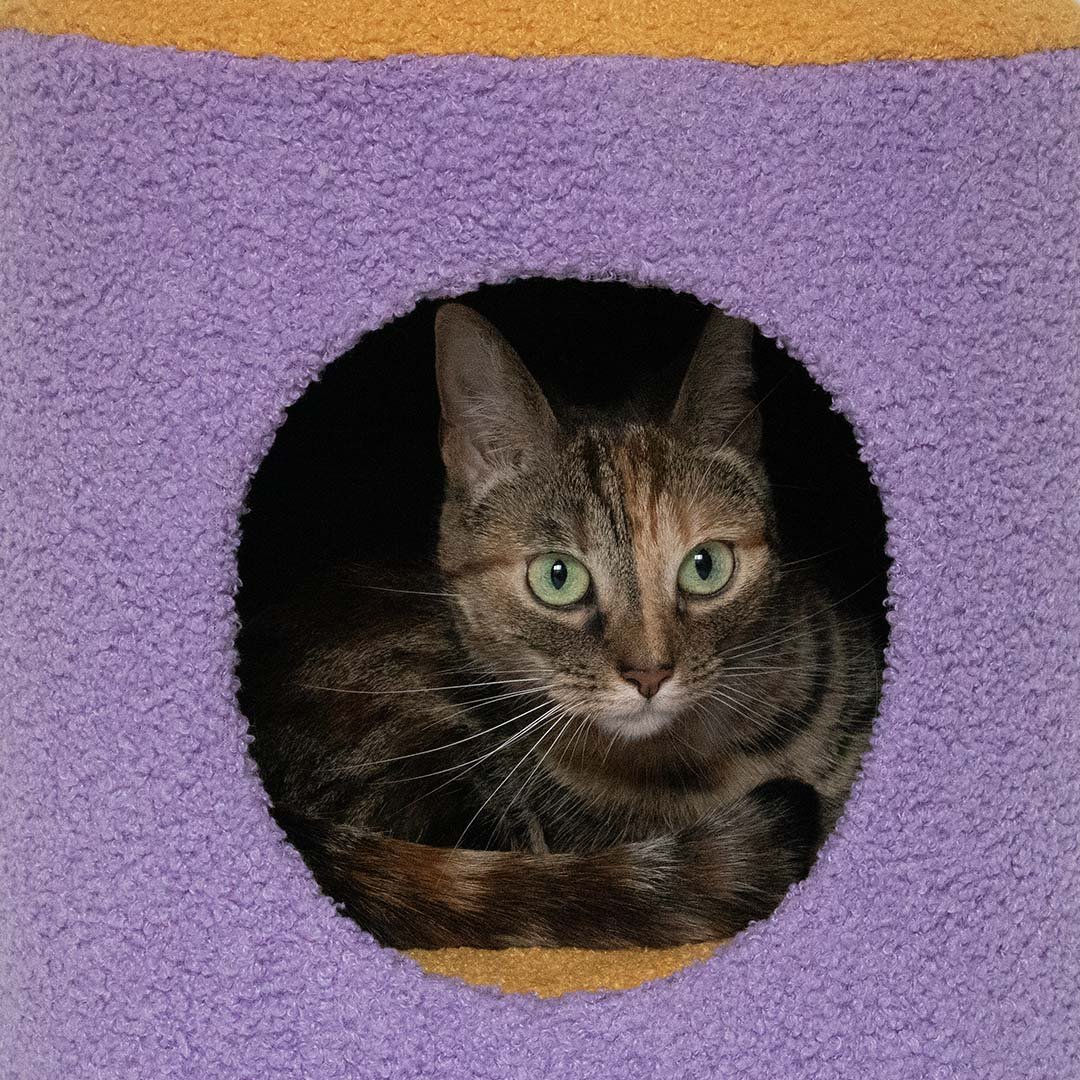 Coockoo Happy House - kissan pesä, violetti