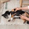 Toutou Petcare Harja lyhyelle karvalle
