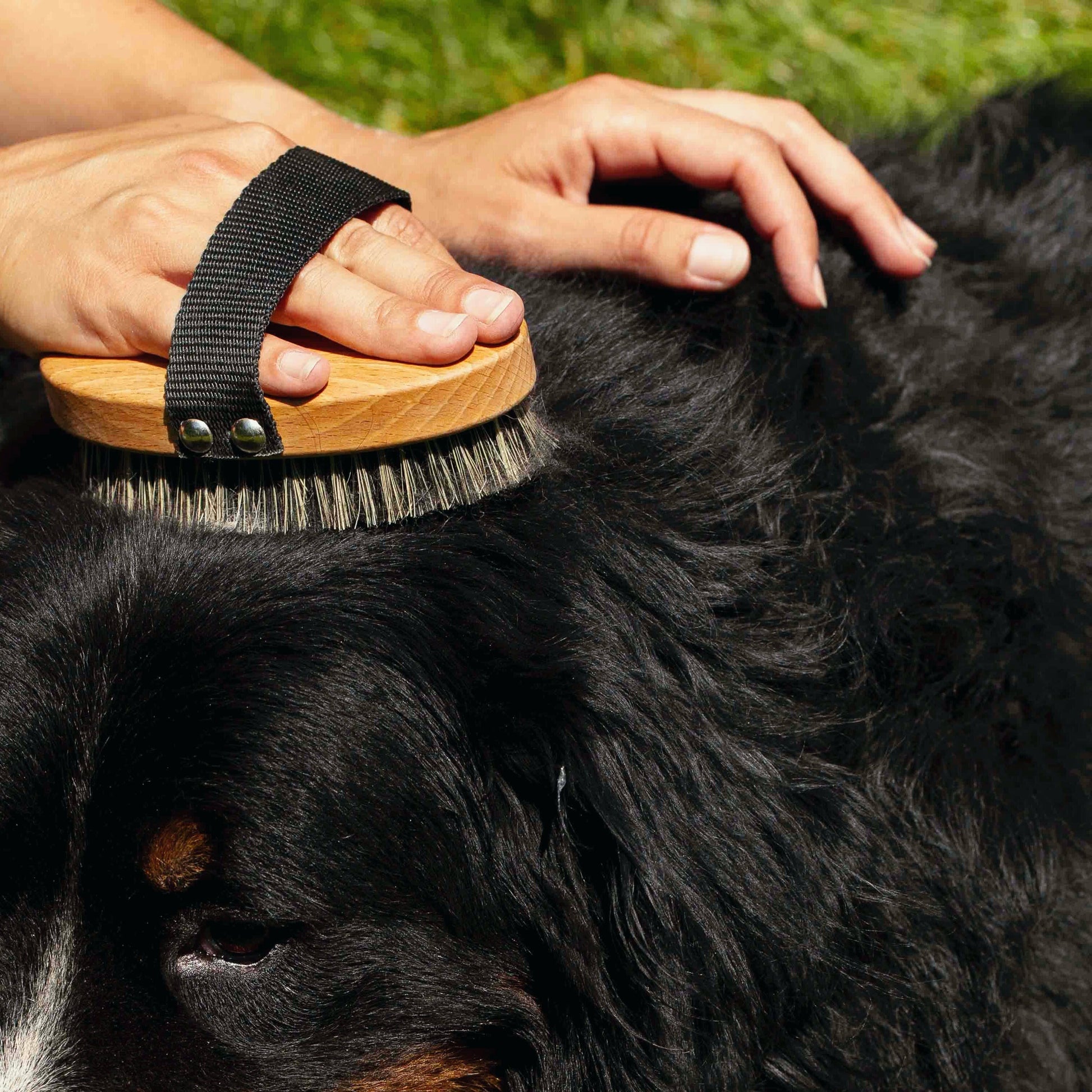 Toutou Petcare Harja lyhyelle karvalle