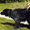 Toutou Petcare Hellävarainen koiran shampoo