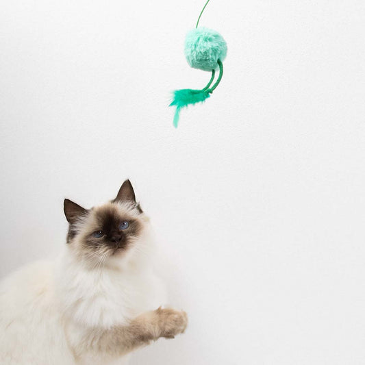 Coockoo Jumping Jumpy - kissanlelu