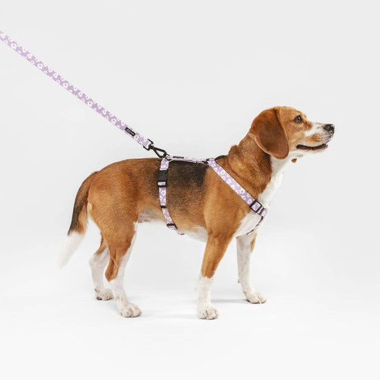 CAFIDE Juno - kierrätetty PET talutin, violetti kukka