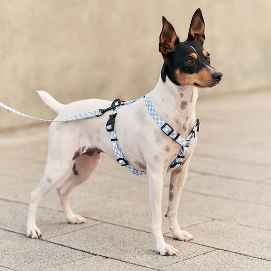 CAFIDE Juno - kierrätetty PET valjaat, Vichy Blue