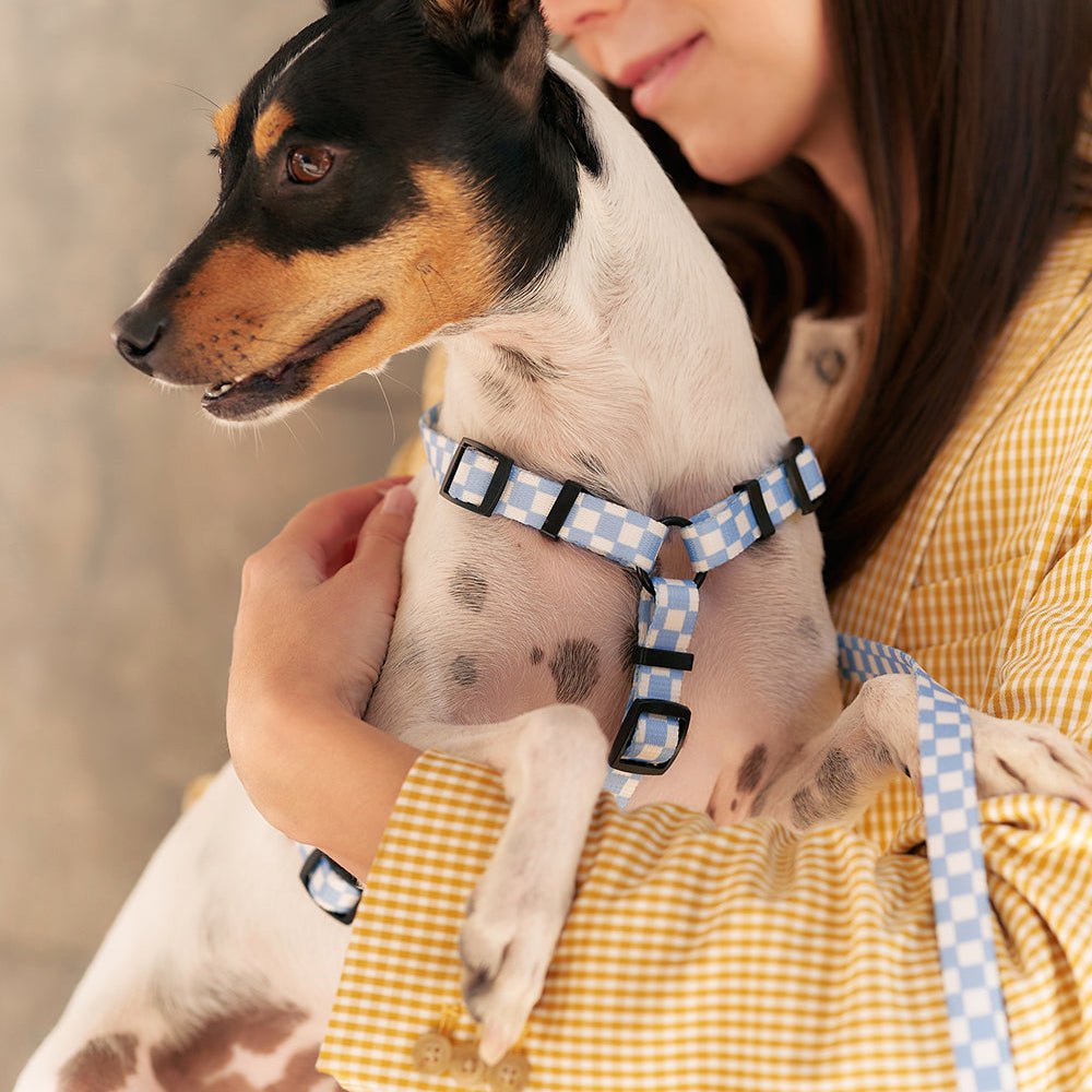 CAFIDE Juno - kierrätetty PET valjaat, Vichy Blue