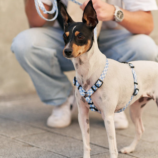 CAFIDE Juno - kierrätetty PET valjaat, Vichy Blue