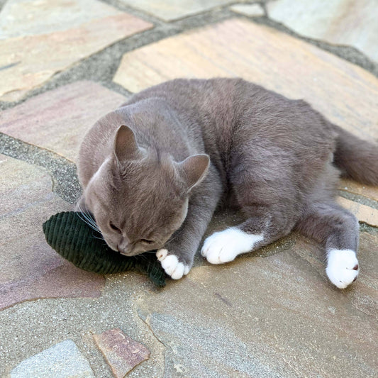 The Catery Kissanminttulelu, kala