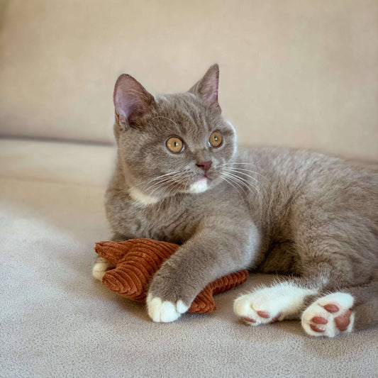 The Catery Kissanminttulelu, tähti