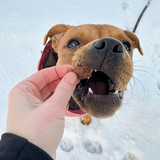 Pala Koiran makupalat, 100% jänis