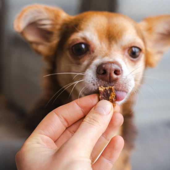 Pala Koiran makupalat, 100% jänis
