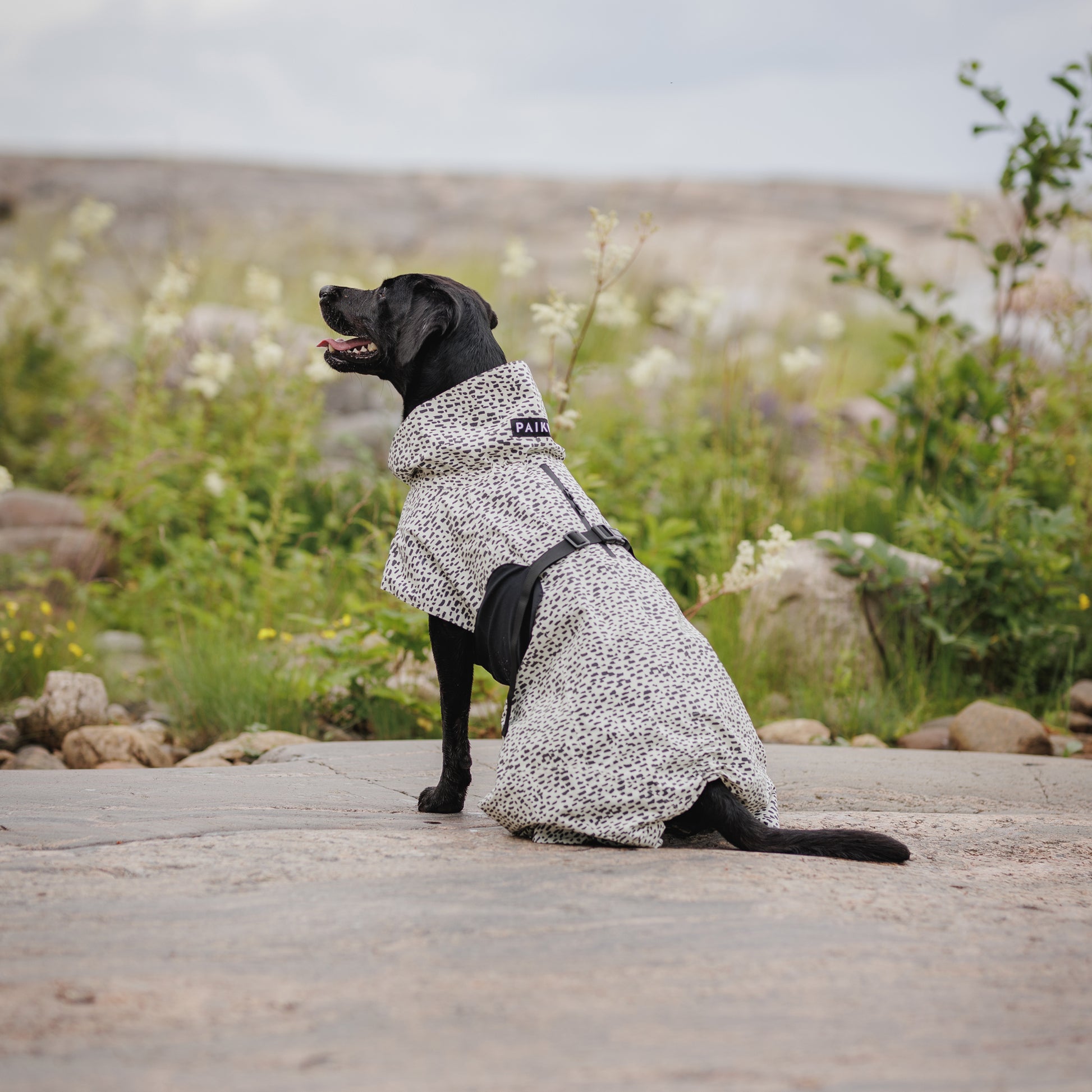 PAIKKA pilkullinen hohtava ja heijastava sadetakki koiralle