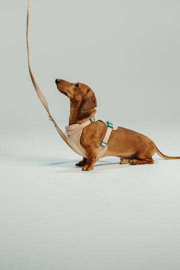 Koiran ulkoilutarvikkeet