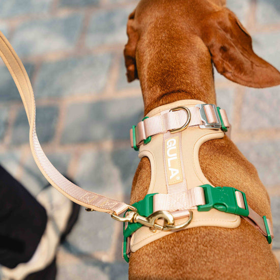 GULA DOG CARE Koiran valjaat, beige & vihreä